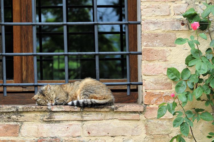A cat RESTs on a window sill