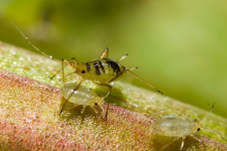 A closeup of three aphids